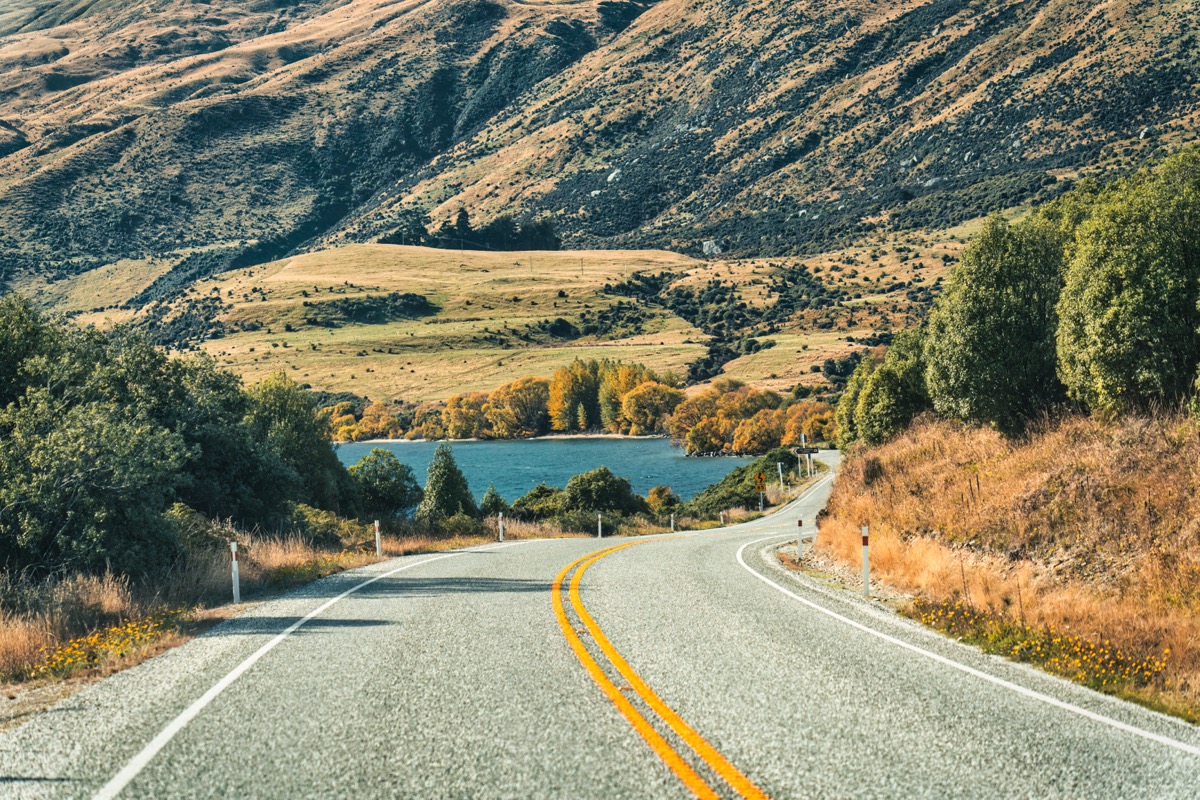 Road trip through New Zealand forest